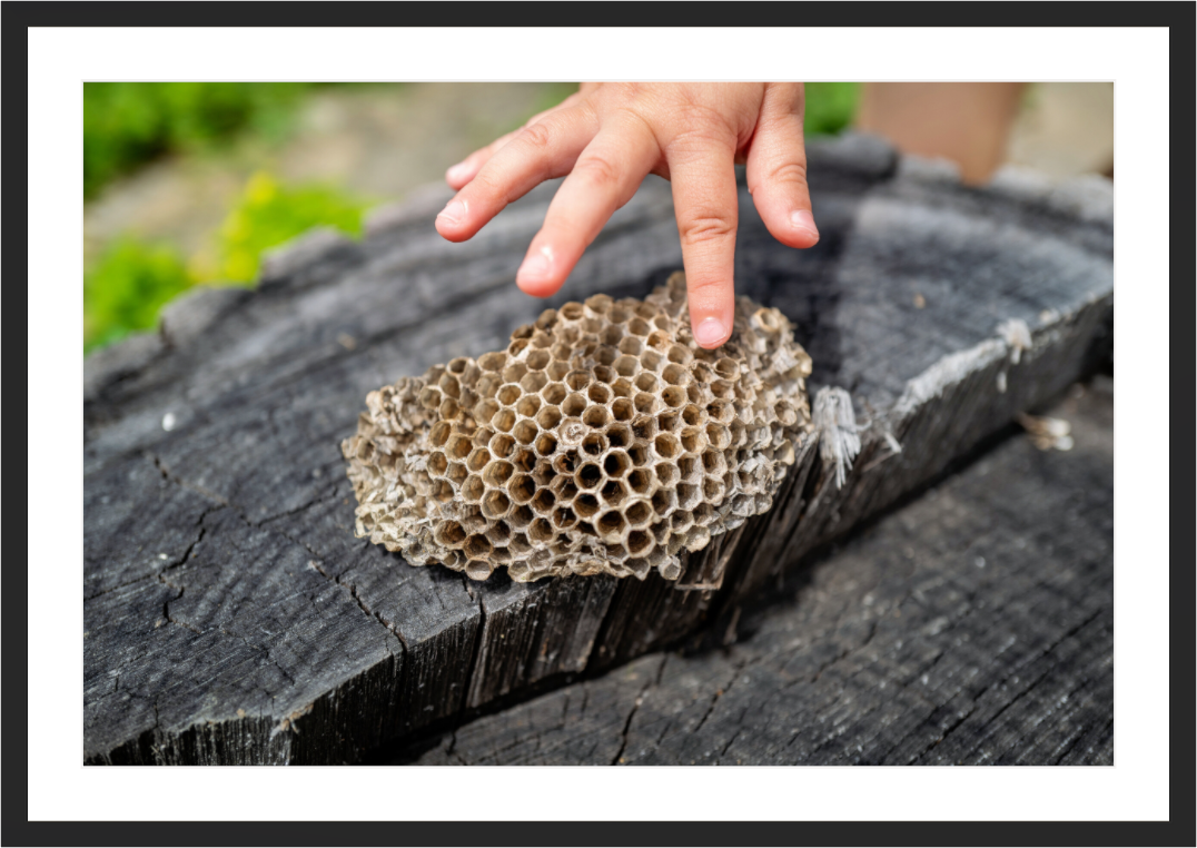 Main image Empty Nest