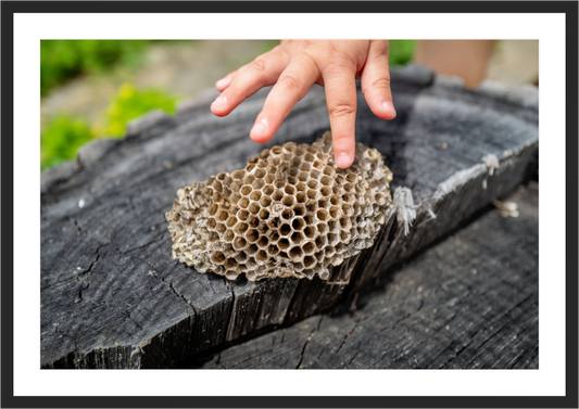 Main image Empty Nest