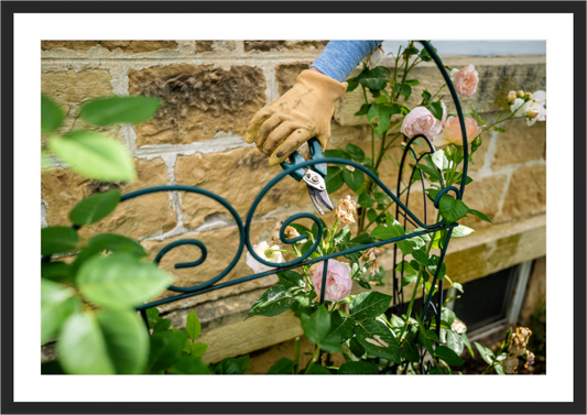 Main image Deadheading